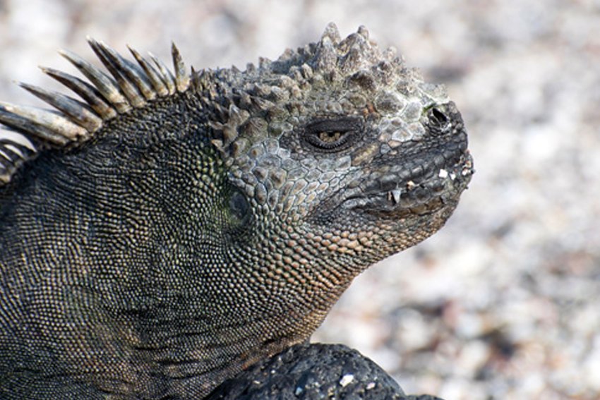 Marine Iguana Of The Galapagos Islands