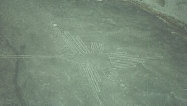 800_bird