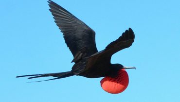 galapagosbirds-frigatebird5
