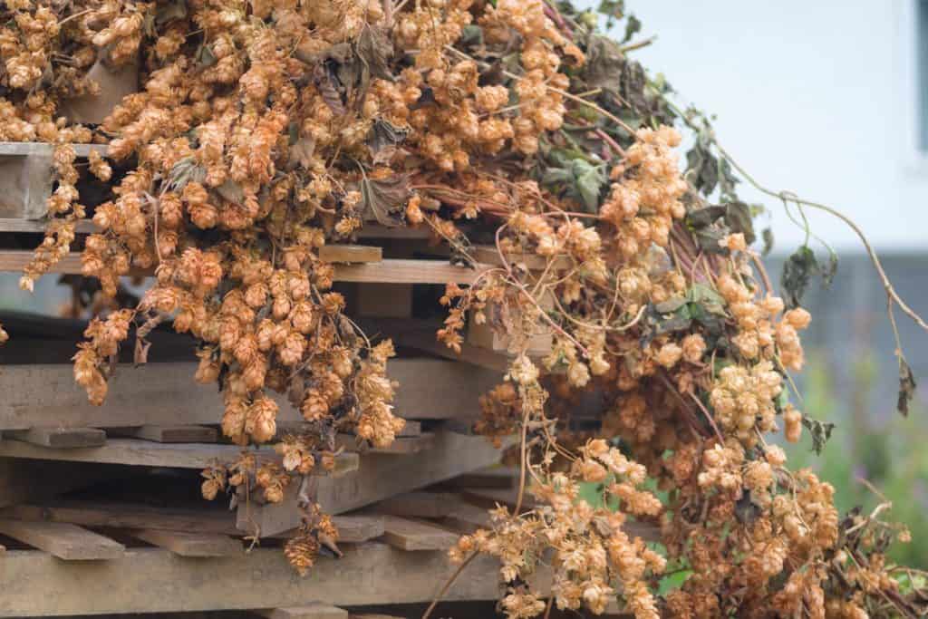 wedding Barcombe Lewes Sussex Bromley Wedding photographer