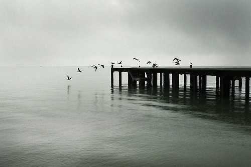 gulls flying off pier photography talks