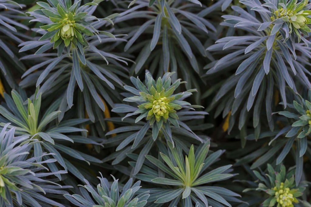 Camberwell Photographer New Year walk 134901