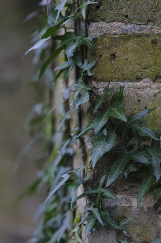 Camberwell Photographer New Year walk 135152