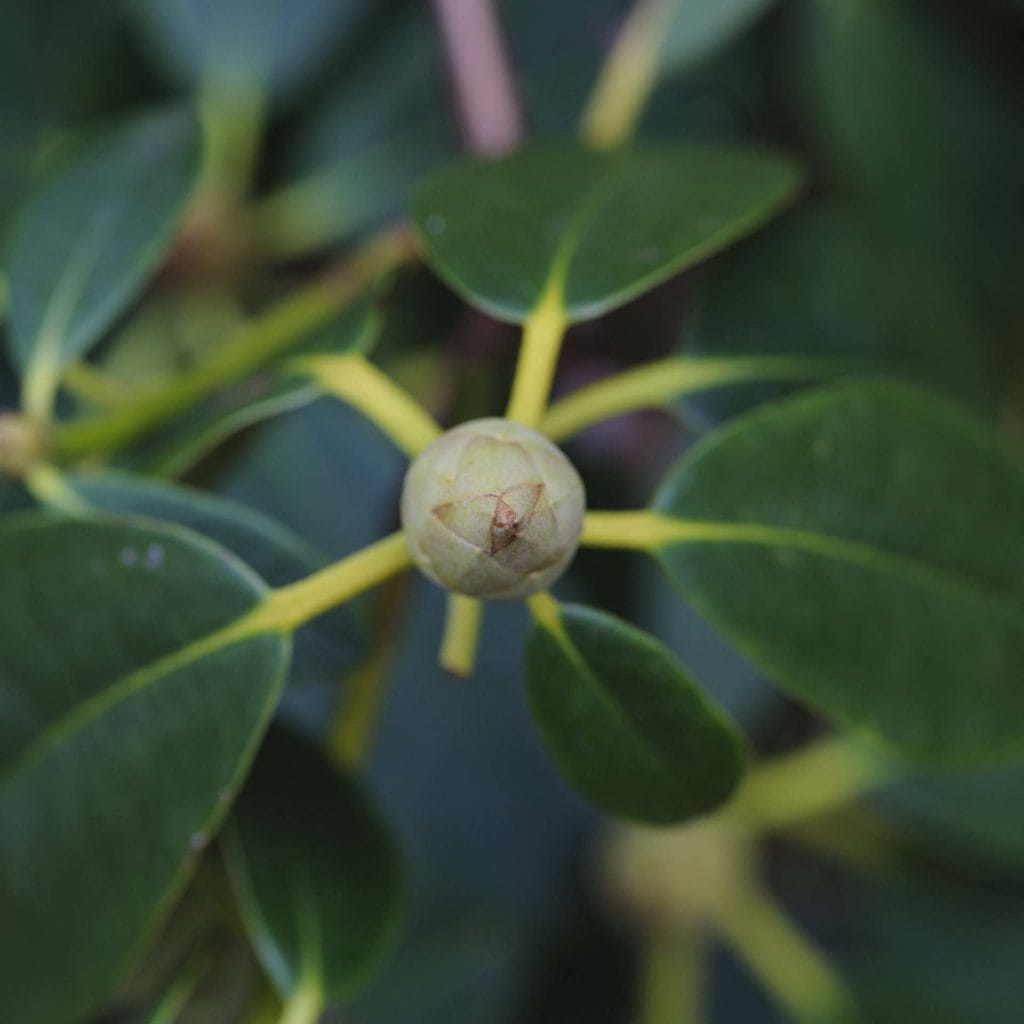 Camberwell Photographer New Year walk 135332