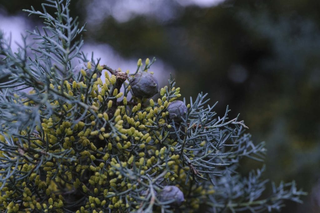 Camberwell Photographer New Year walk 135419