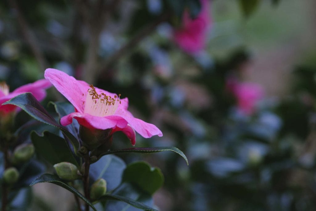 Camberwell Photographer New Year walk 135550