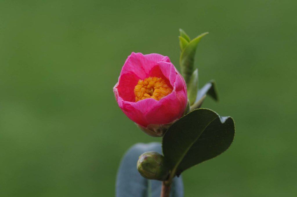 Camberwell Photographer New Year walk 135648