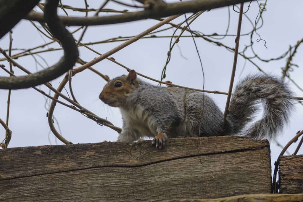 Camberwell Photographer New Year walk 135841