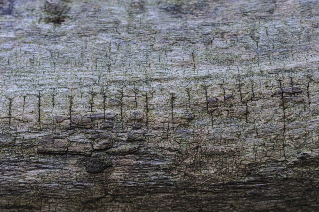 Camberwell Photographer New Year walk 140026