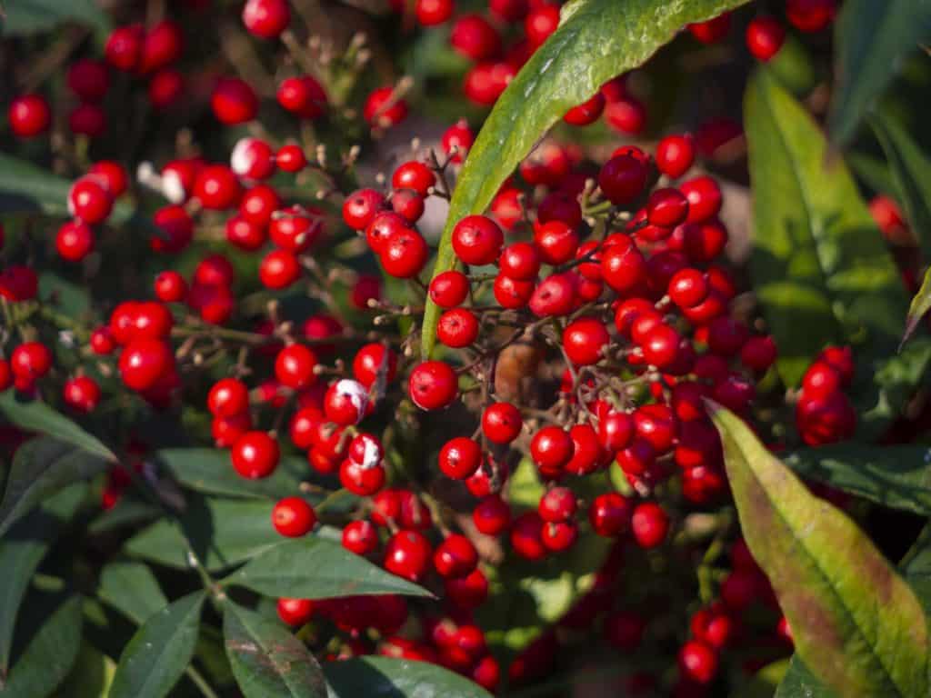 Camberwell Life London photographer Lumix GH3 test 220205 110629 a