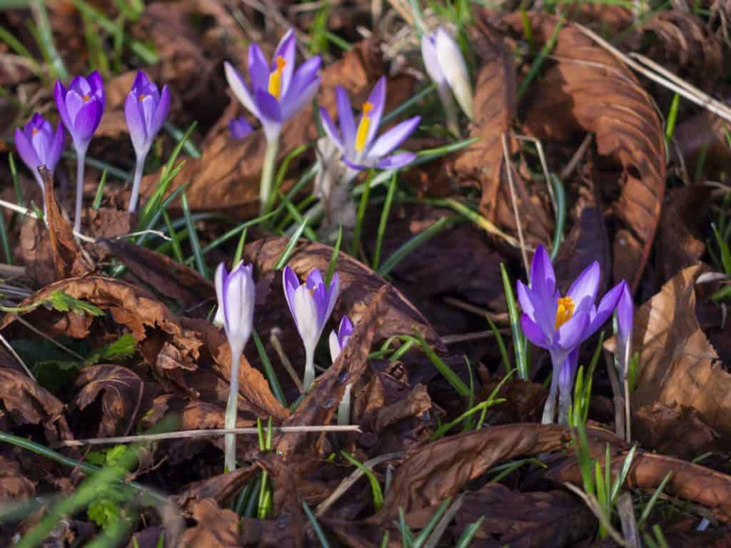 Camberwell Life ruskin park crocuses London photographer Lumix GH3 test 220205 120322 a