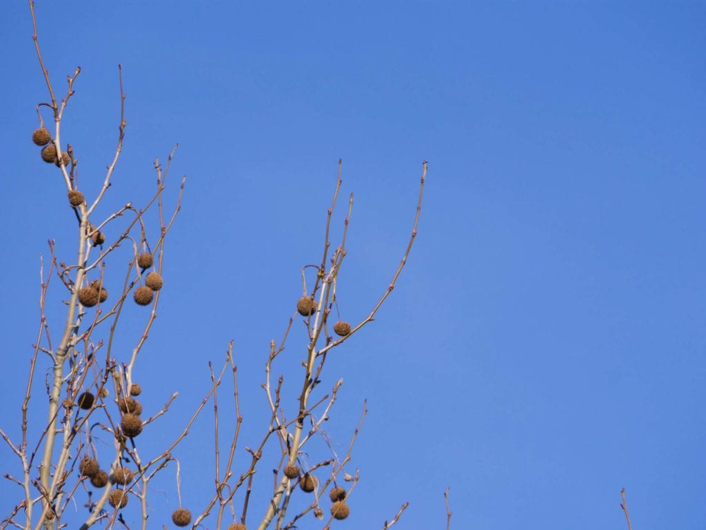 Plane tree Life London photographer Lumix GH3 test 220205 121216 a