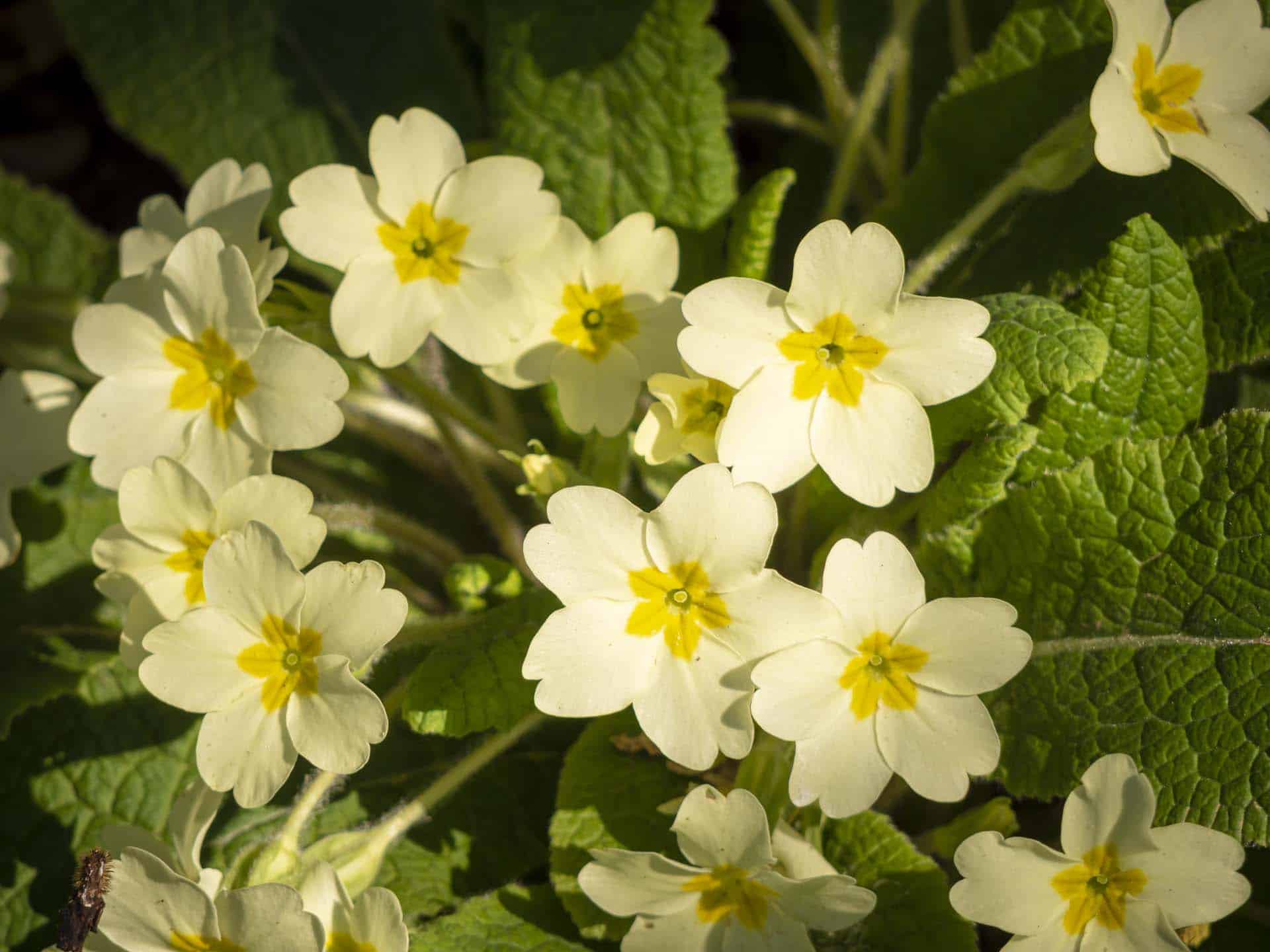 Primroses Ruskin Park Camberwell Life Spring is sprung Lumix GH3 220326 123418a