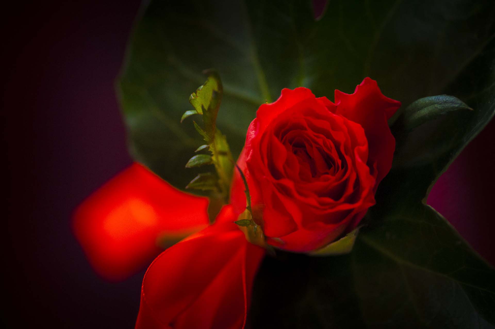 south london wedding photographer rose details camberwell 151003 125405