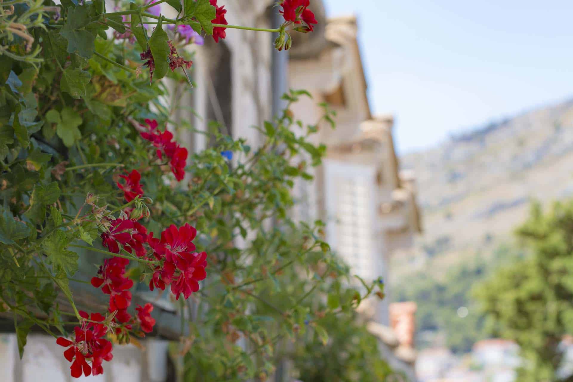 Croatia geraniums dubrovnik nikon d800 wedding photographers on holiday delete or not deleting photos