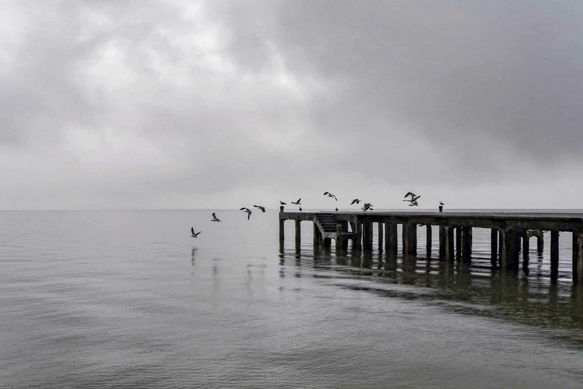 THE GULLS: AS GAIVOTAS, BAÍA SUL, FLORIANÓPOLIS