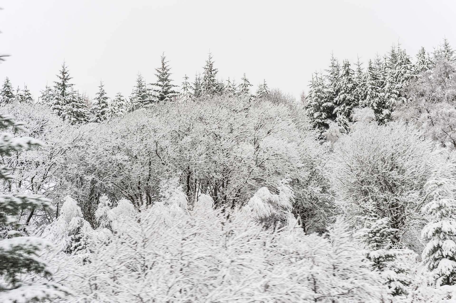 Near Tyndrum Feb 2011 hoar frost and snow on trees