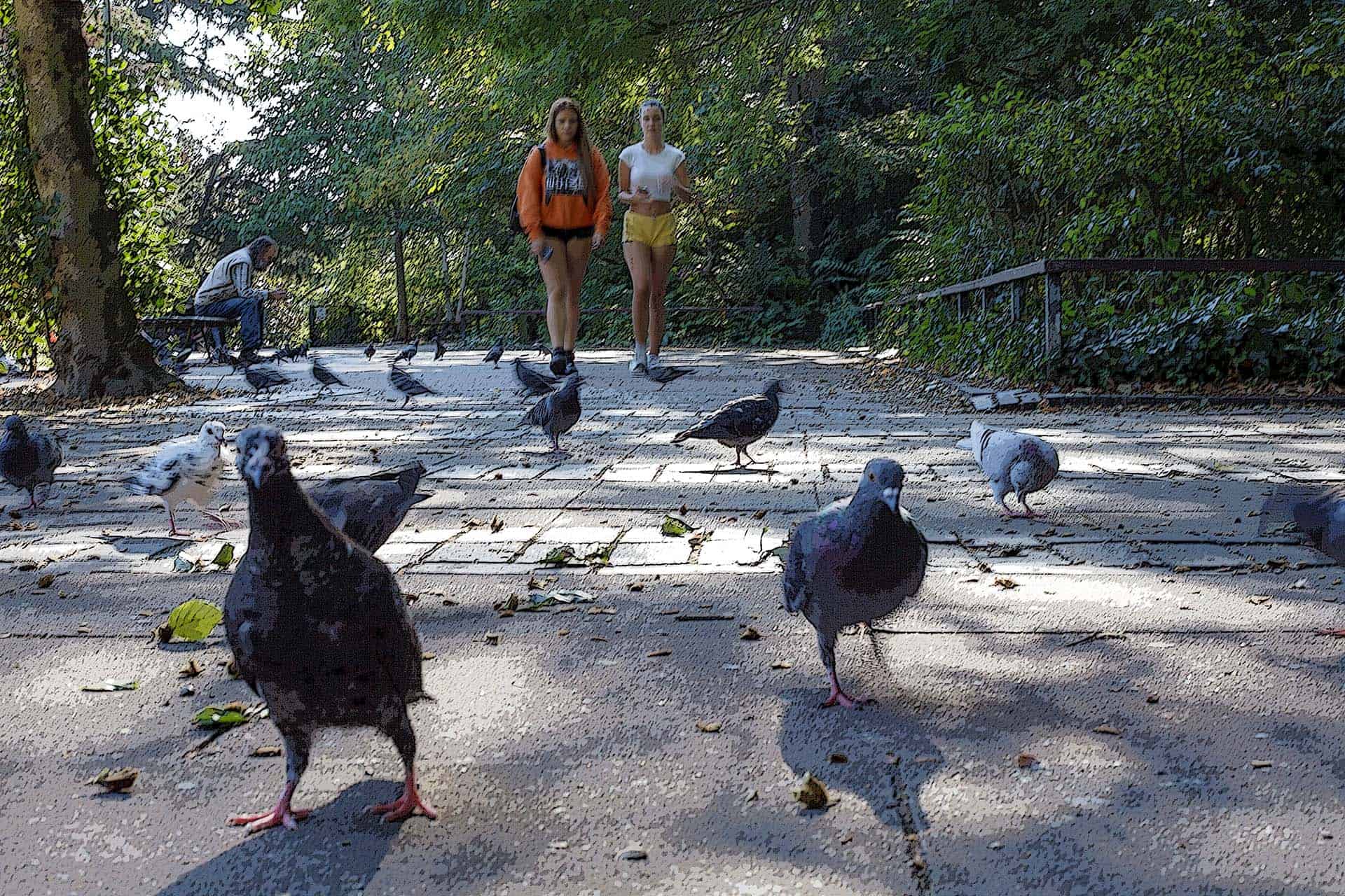 Bromley photographer Bromley Park pigeons eye view