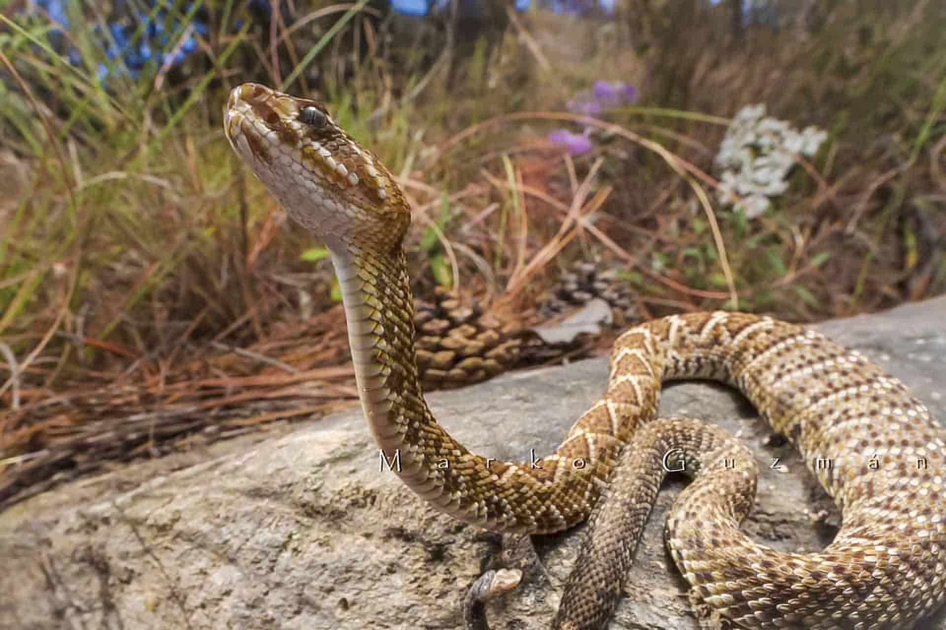 Laowa 15mm Marko Guzmán photography Pacific Rattlesnake