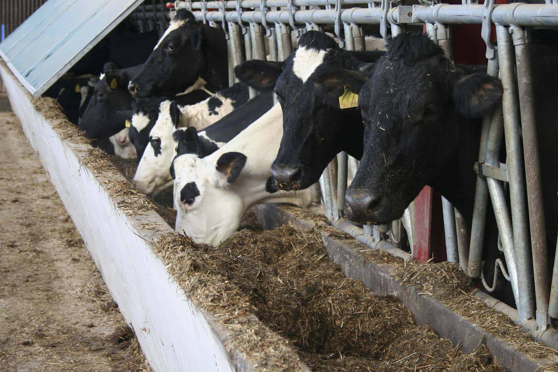 feeding trough manger cattle christmas