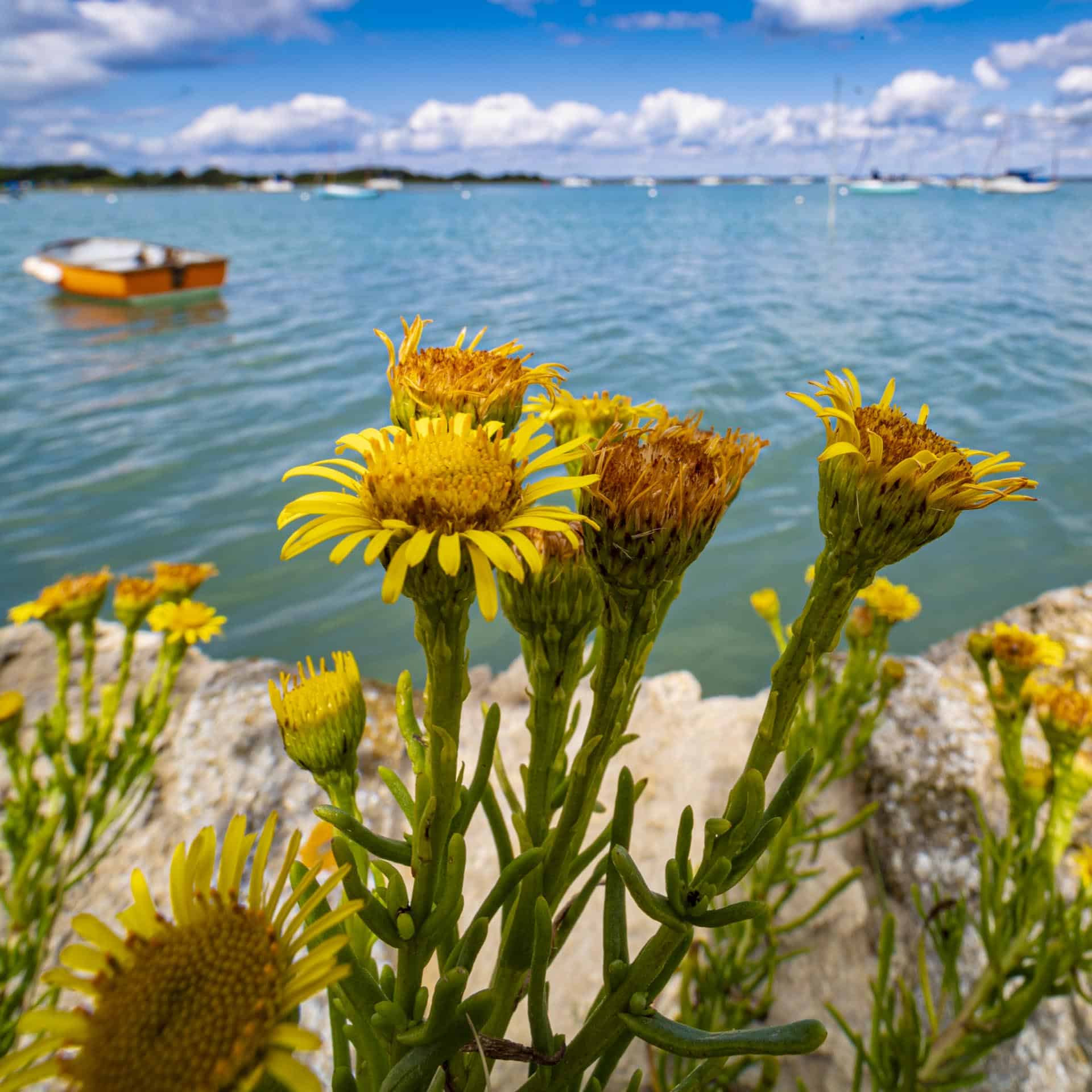 laowa 15mm f4 macro shift lens isle of wight kent wedding photographer