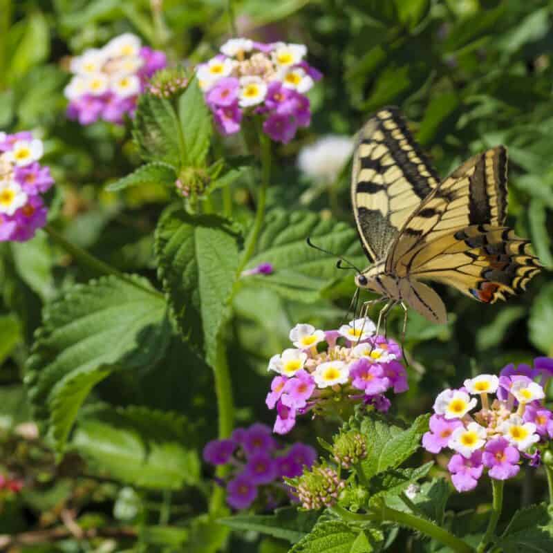 swallowtail butterfly happy new year 2024 Croatia 230814 143144 web Bromley photographer