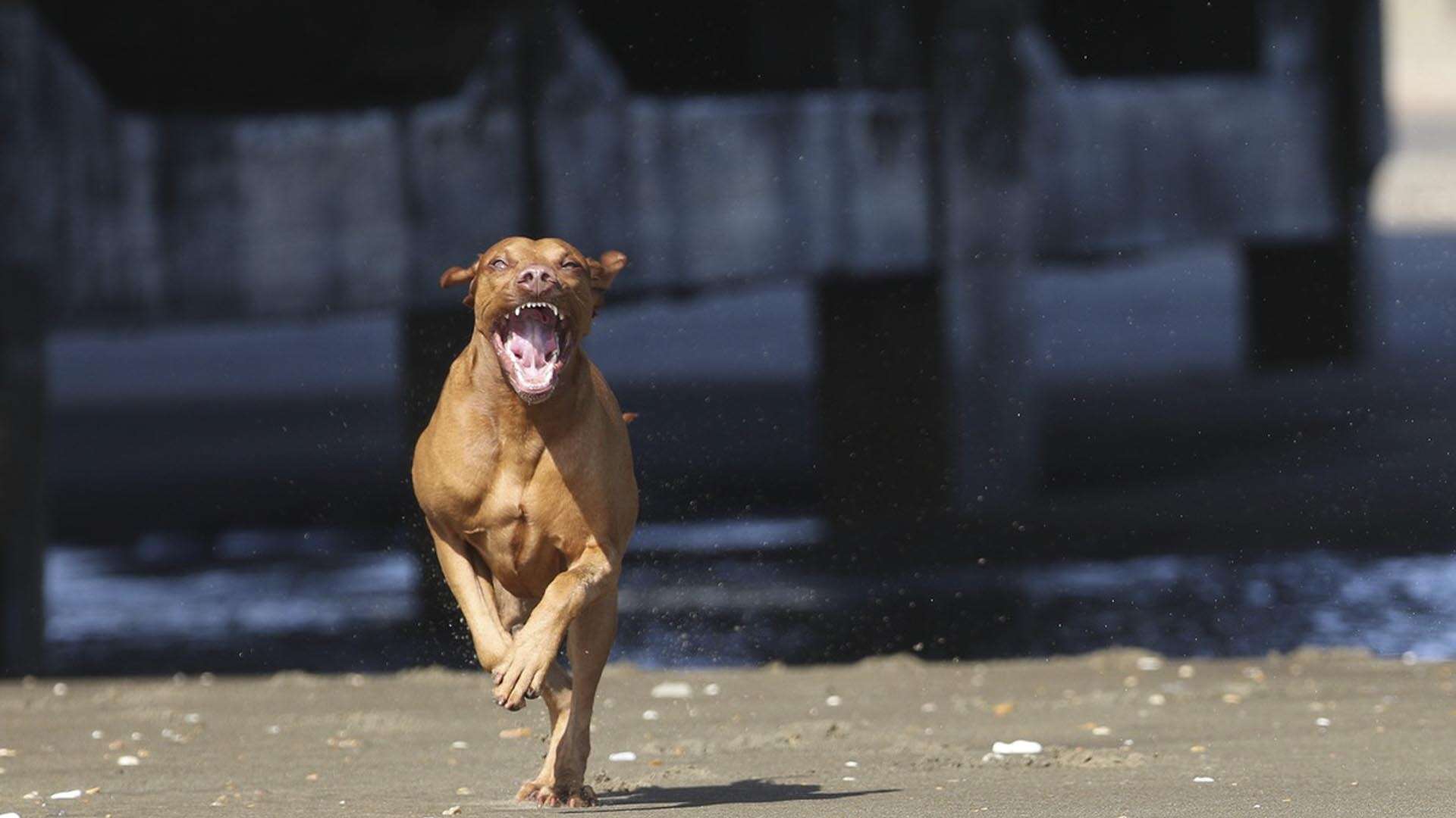 GUEST BLOG: LIN GIBBONS ON DOG PHOTOGRAPHY