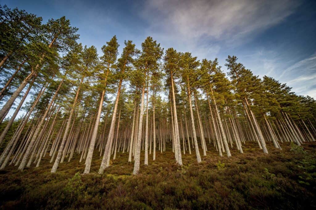 Forestry commission plantation Bynack More