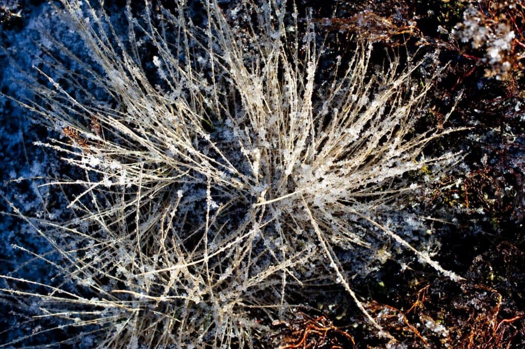 Frozen grass on Bynack More