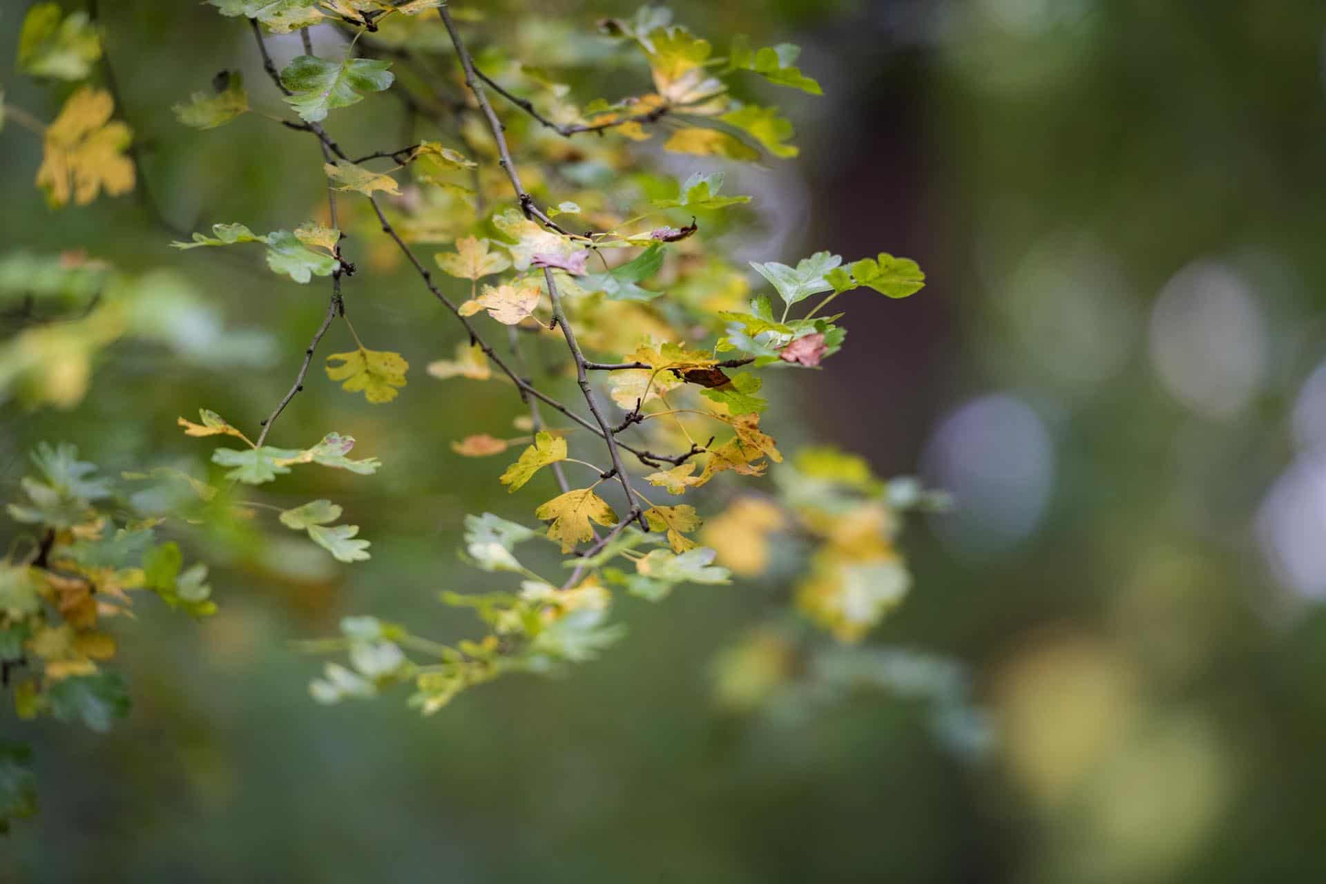 Bromley photographer local life friends of south hill wood and kingswood glen 135841