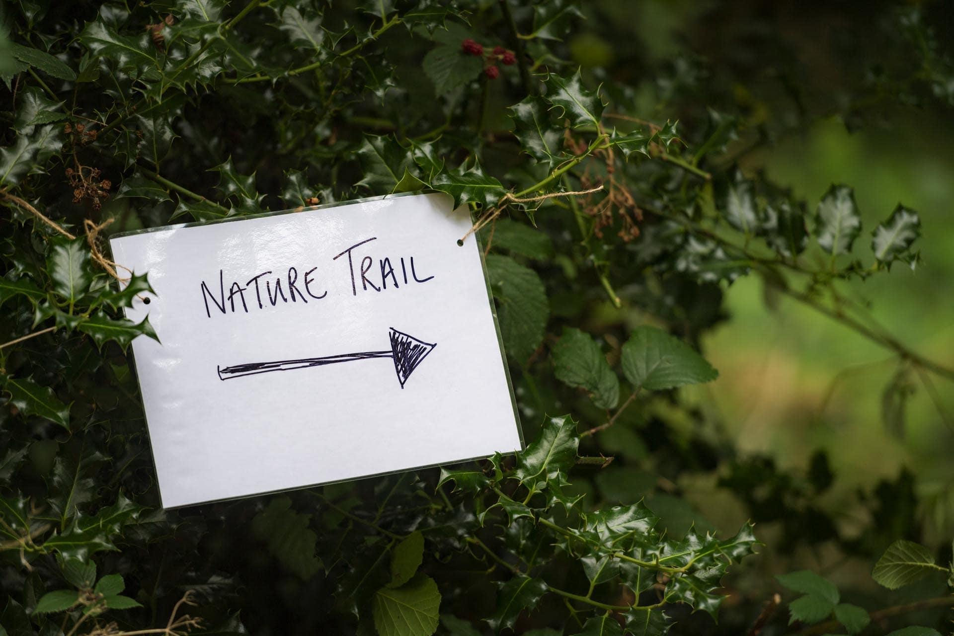 Bromley photographer local life friends of south hill wood and kingswood glen 140928