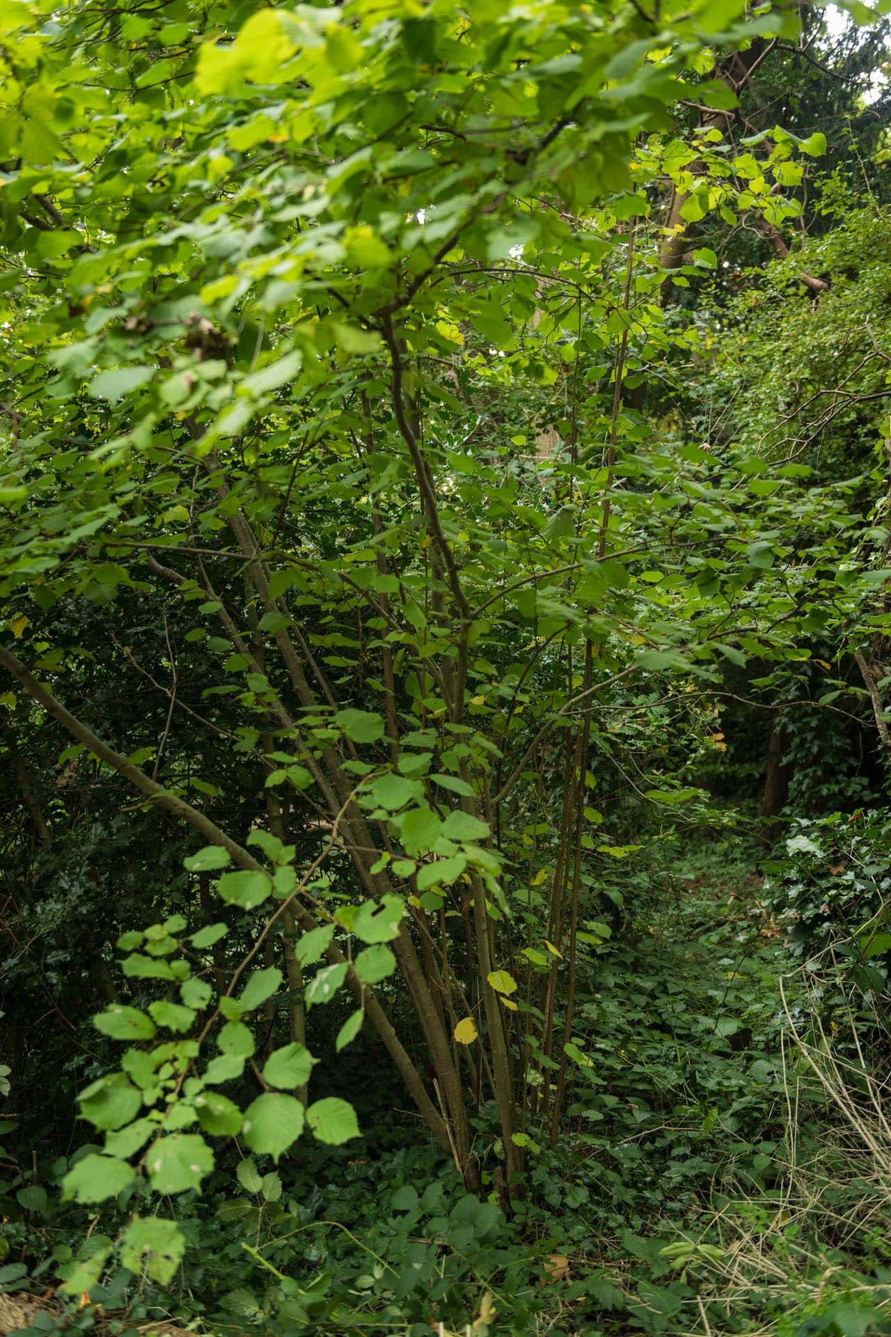 Bromley photographer local life friends of south hill wood and kingswood glen 141129