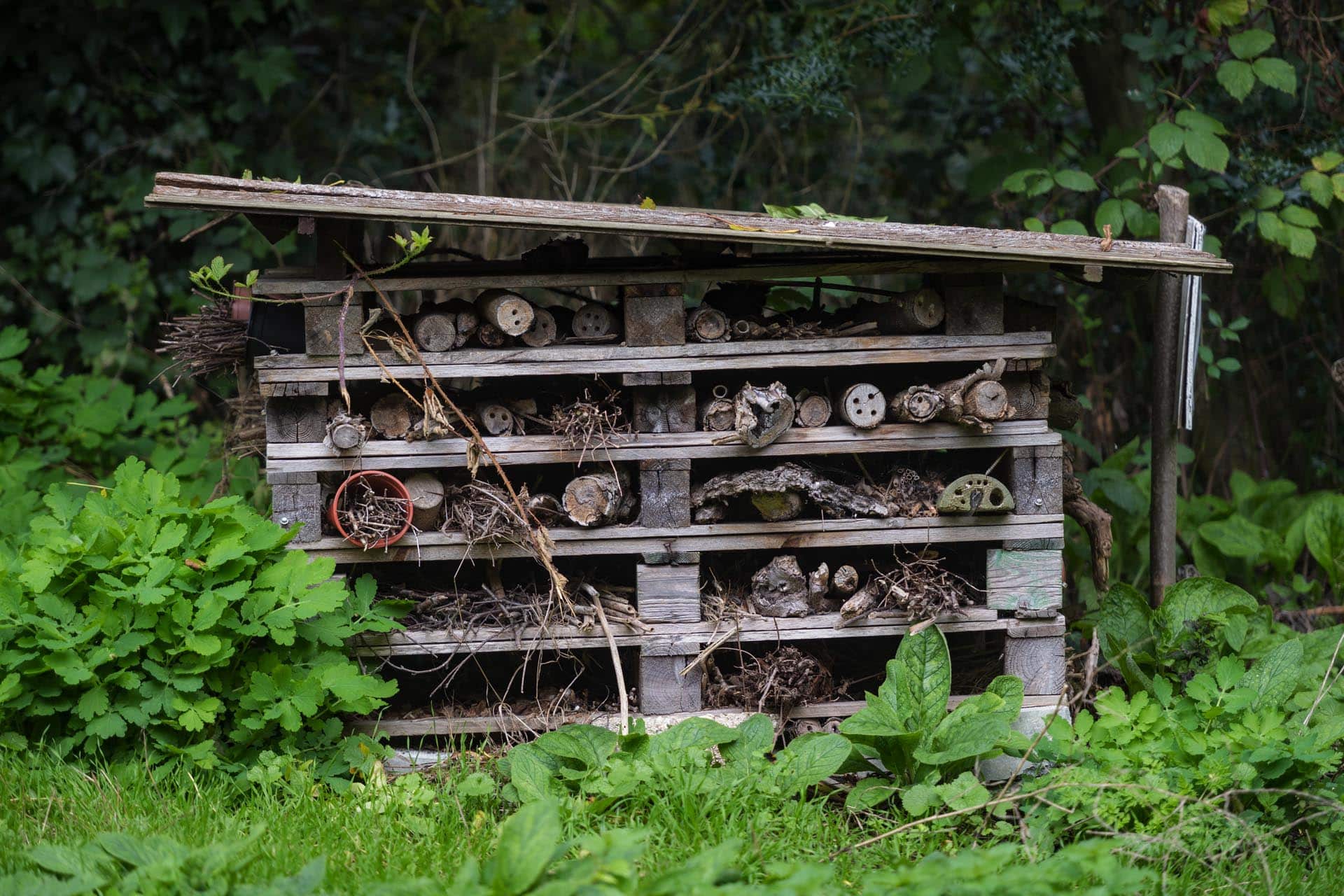 Bromley photographer local life friends of south hill wood and kingswood glen 141824