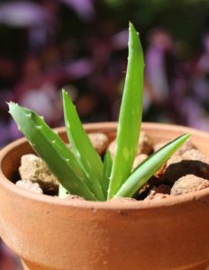 A green aloe plant