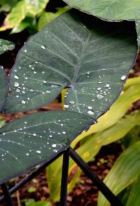 Two elephant ear plants in the article How to Care for Your Elephant Ear Plant Over Winter