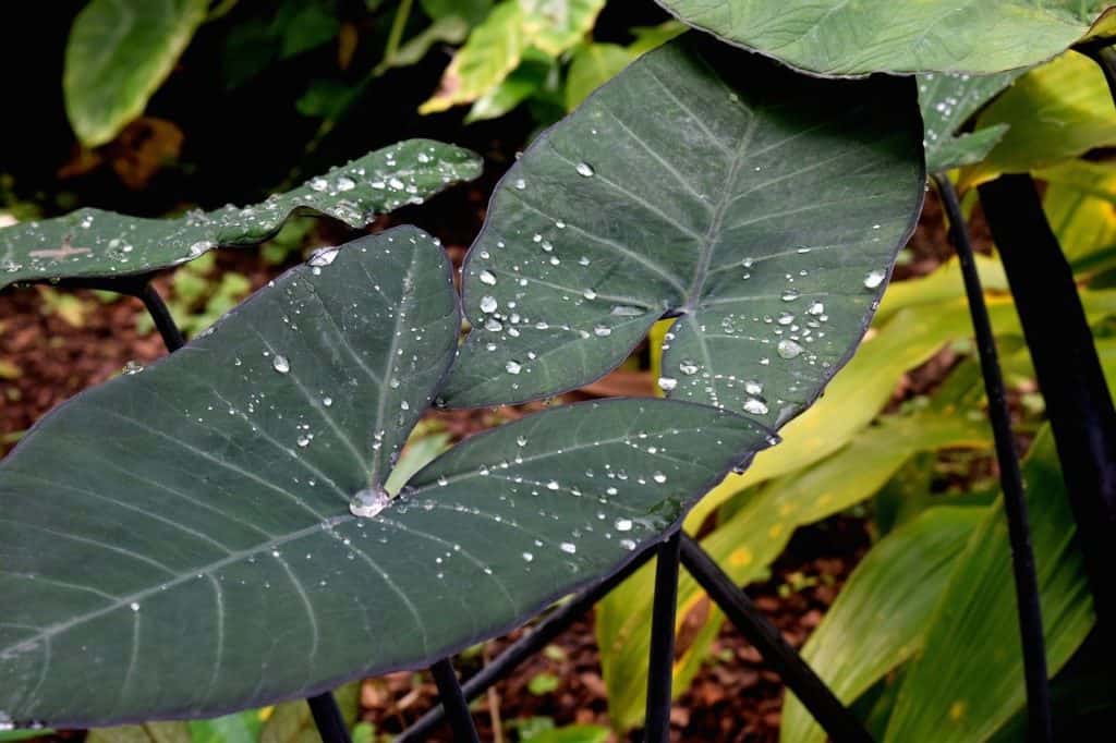 Two elephant ear plants in the article How to Care for Your Elephant Ear Plant Over Winter