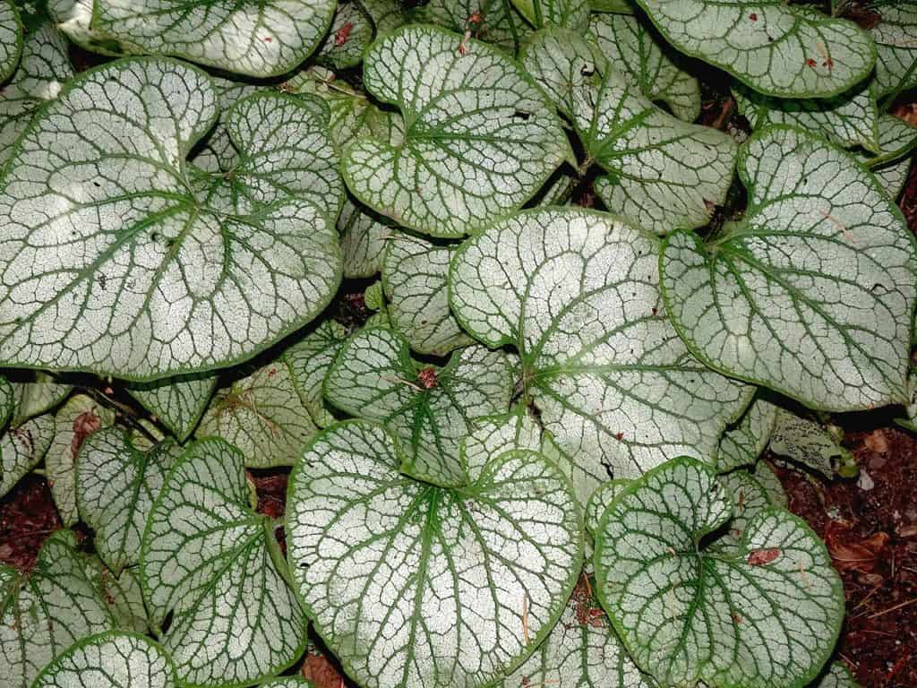 A peperomia plant on the article Why Is My Peperomia Frost Drooping? Common Causes & Fixes