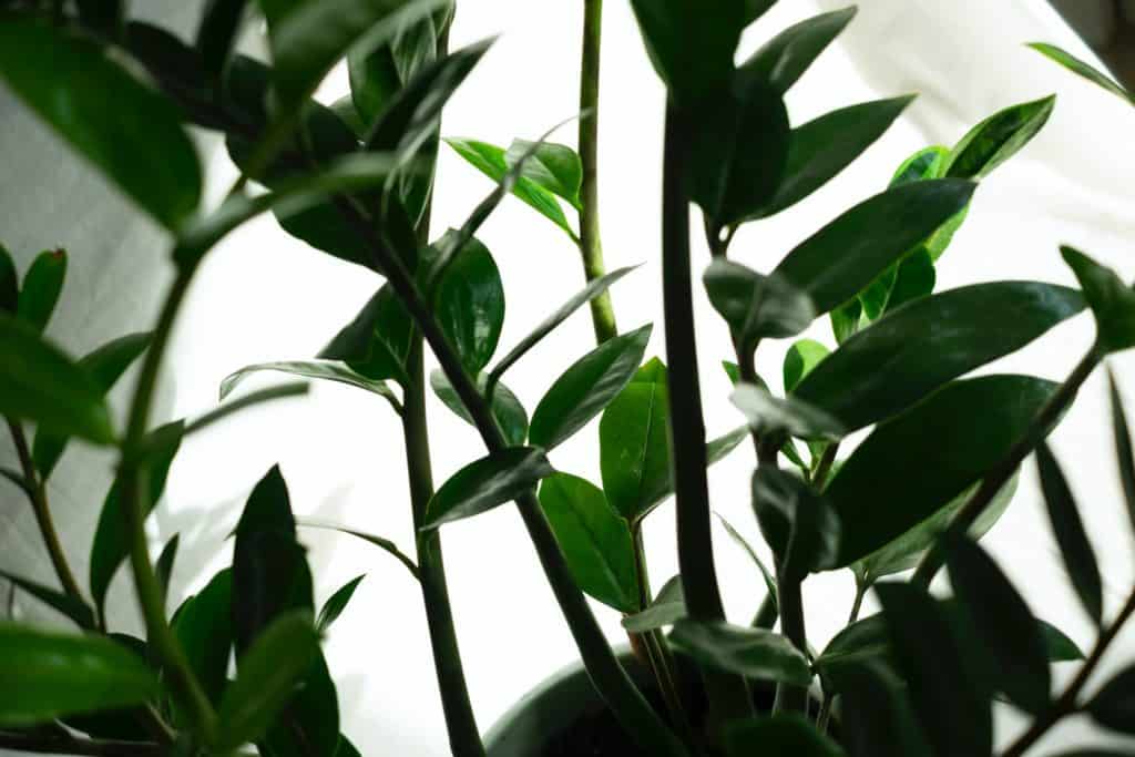 A ZZ plant on the article How to stop your ZZ plant drooping