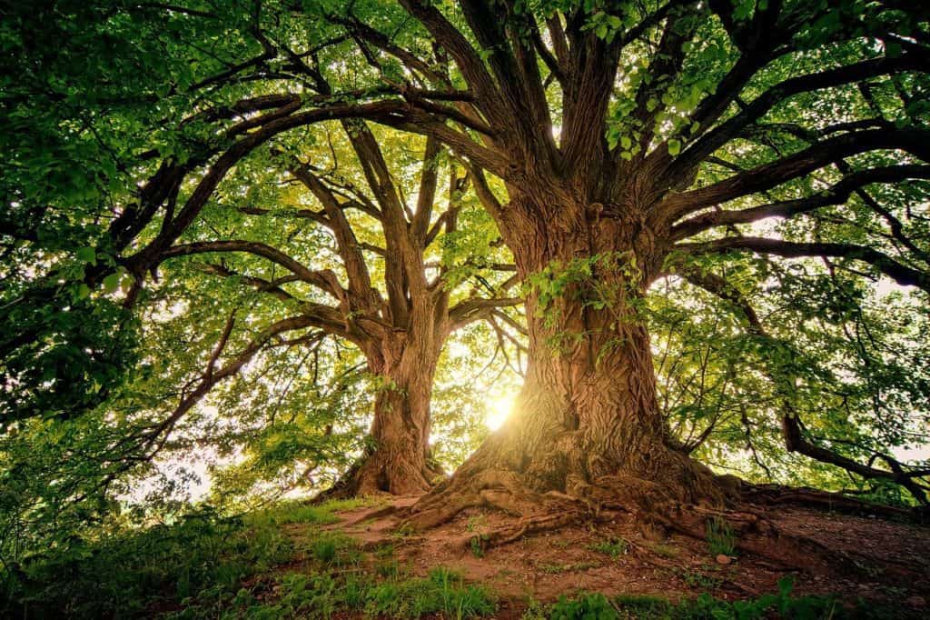 A large tree on the article What is the Best Tree to Plant Near Your House for Shade?