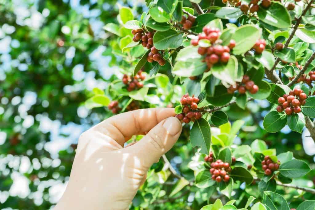 A coffee plant on the article How To Take Care Of Your Coffee Plant With Brown Leaves