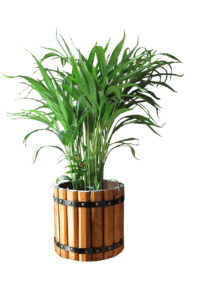 A green palm