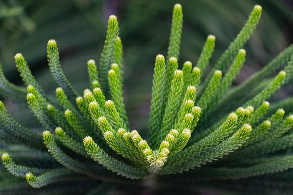 A norfolk pine on the article How To Fix Your Norfolk Pine Problems