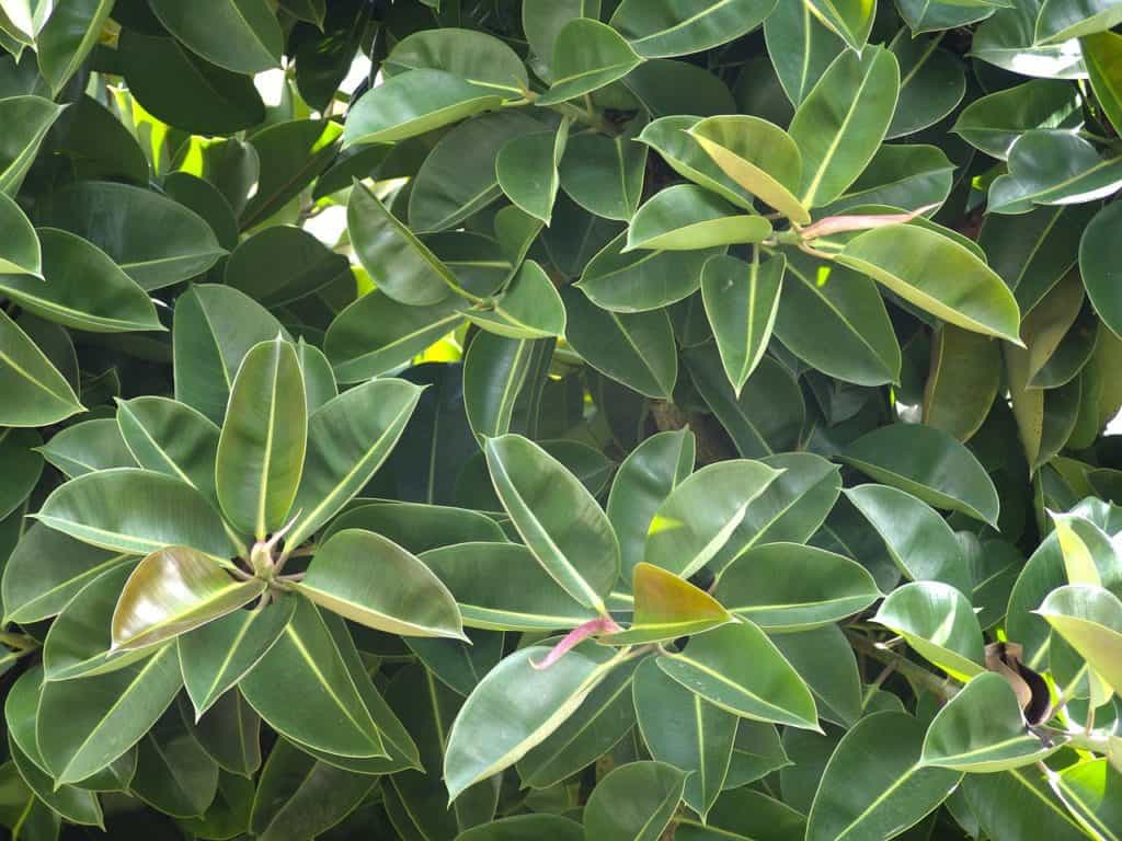 A rubber plant on the article What are the Varieties of Rubber Plants?