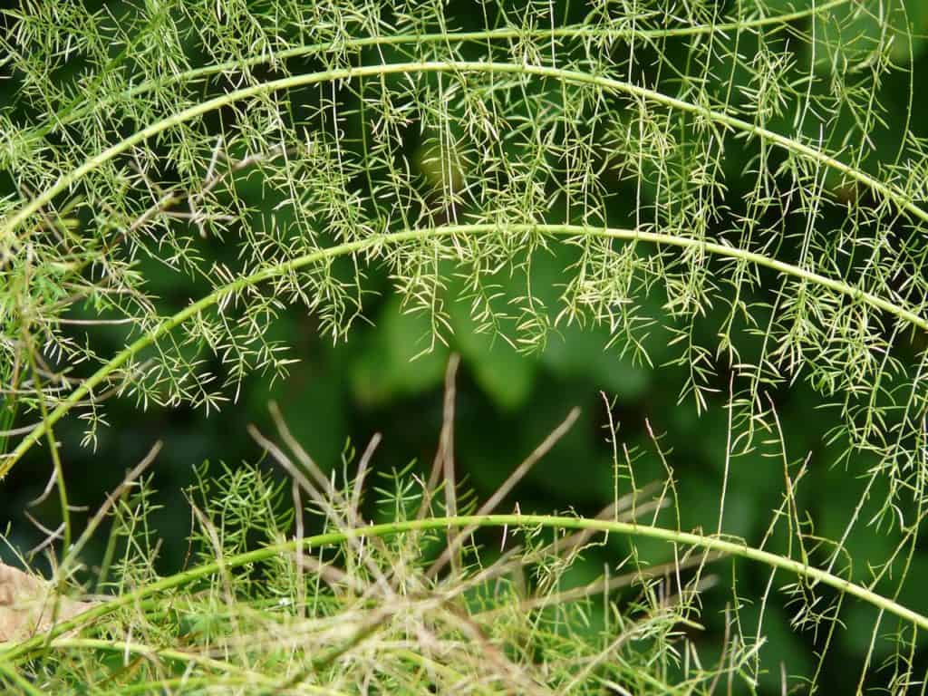 A asparagus fern on the article How to Grow Asparagus Ferns from Tubers