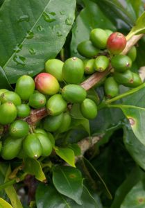 Green coffee beans