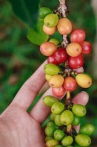 Lots of different colored beans
