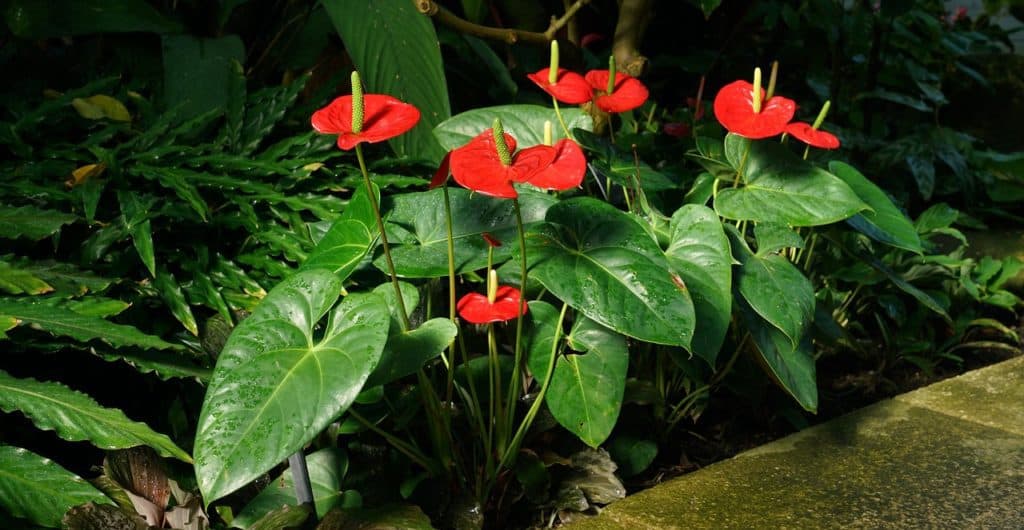 A anthurium on the article Why is Your Anthurium Flower Bud Turning Brown?