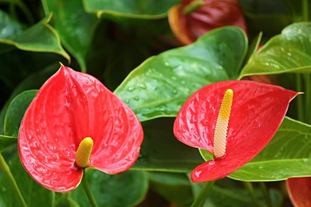 A anthurium plant on the article Why Does Your Anthurium Have Holes In Its Leaves