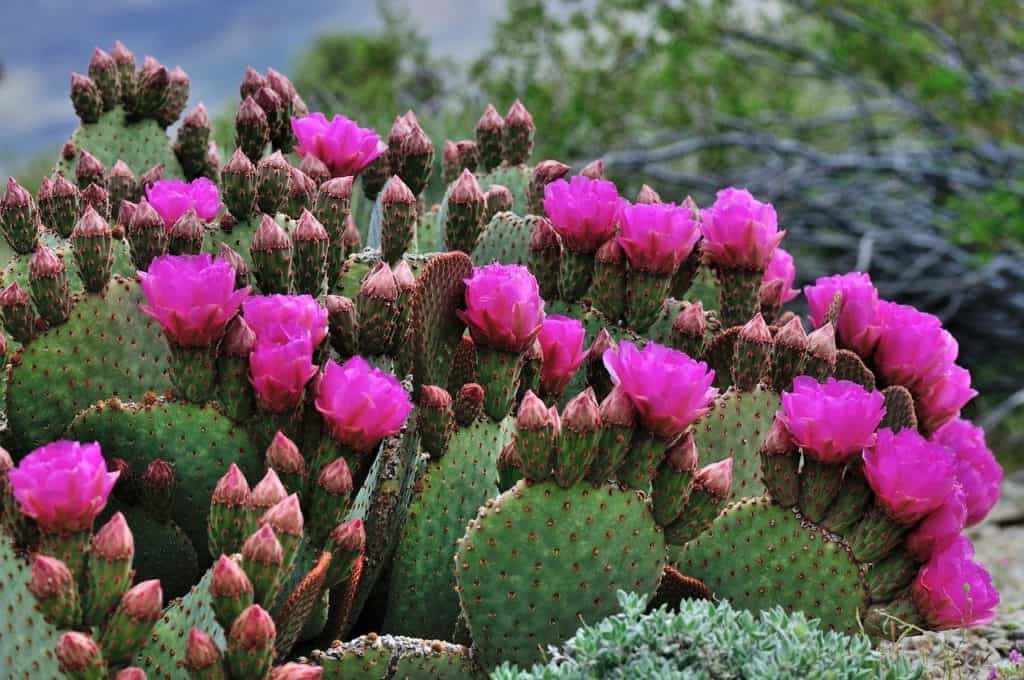 A cactus on the article Why is Your Cactus Dying