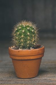 A small cactus
